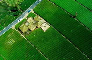 茶園再添綠色新篇 我縣成功創(chuàng)建全國(guó)綠色食品原料茶葉標(biāo)準(zhǔn)化生產(chǎn)基地