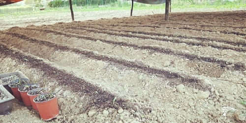 青島百合重綻光彩 五株母本育出二十萬新苗，中國(guó)農(nóng)科院半島試驗(yàn)基地助力產(chǎn)業(yè)升級(jí)