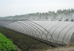 設(shè)施園藝與農(nóng)業(yè)托管服務(wù) 探索中國(guó)設(shè)施農(nóng)業(yè)的規(guī)模與模式
