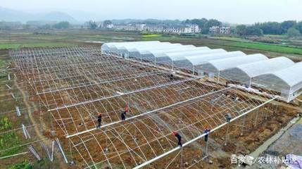 完善農(nóng)業(yè)企業(yè)托管服務(wù)，打造“一村一品”發(fā)展新引擎的五項(xiàng)舉措